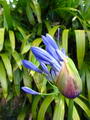 Agapanthus Africanus